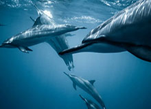 爱游戏体育下载-回绝爵士报价 戈贝尔期望得到字母哥式超级顶薪